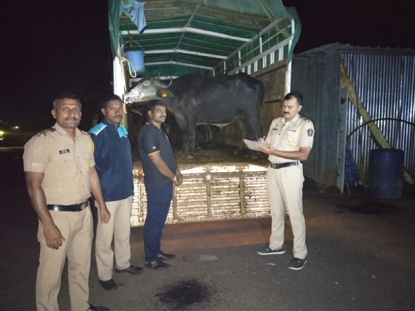 आंबोली येथे पोलिसांनी गुरांची वाहतूक करणारा टेम्पो पकडला आणि दोघांना ताब्यात घेतले.