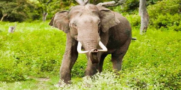 गडचिरोली : हत्तीच्या हल्ल्यात शेतकऱ्याचा मृत्यू
