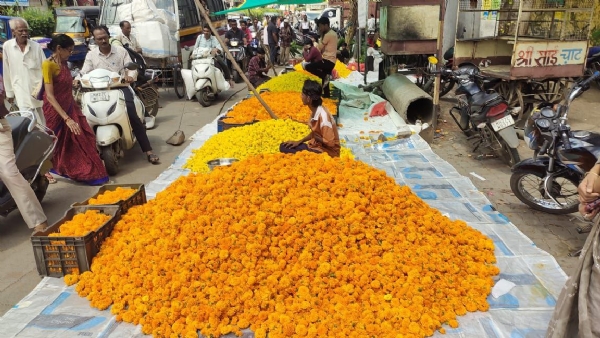 झेंडूच्या फुलांना मिळाला बाजारात 70 रुपये किलोचा भाव; गतवर्षीपेक्षा दहा रुपयांनी भाव कमी