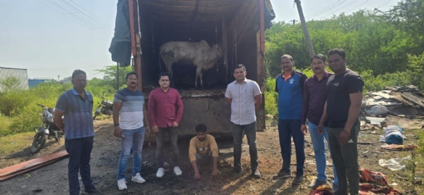 गोवंश तस्करीचा ट्रक पकडला; १८ लाखांचे २९ जनावरे ताब्यात
