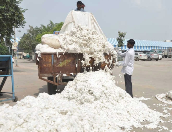खासगी खरेदीत कापसाला ७१०१ रू. भाव  दिवाळी आली, तरीही शासकीय खरेदी नाही