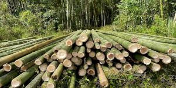 महाराष्ट्र बांबू उद्योग धोरण जाहीर; पाच लाखांवर रोजगार निर्मिती