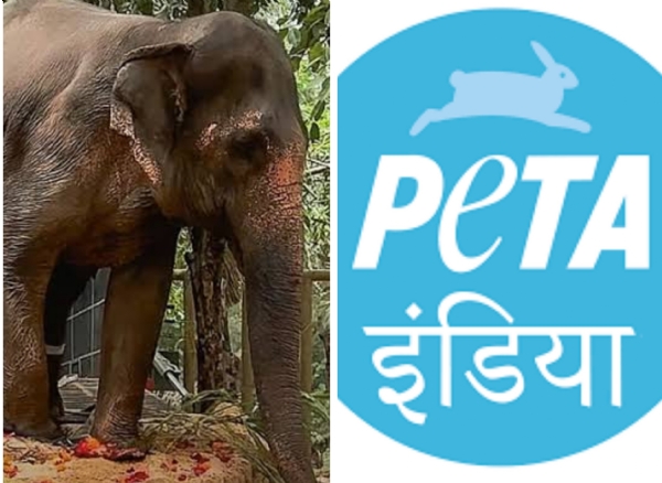 माधुरी हत्तीण पेटा इंडिया