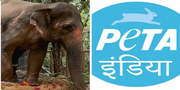 ‘पेटा’चा आक्षेप, माधुरी हत्तीणी संदर्भात उच्चस्तरीय समितीसमोर सुनावणी झालीच नाही