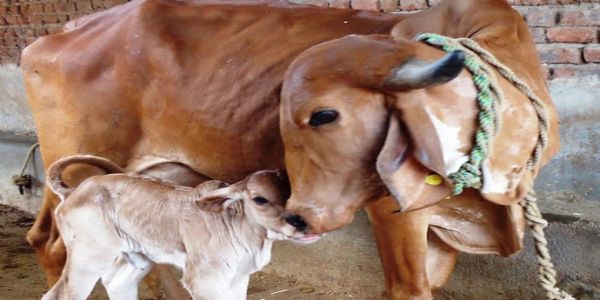 वसुबारस (गोवत्स द्वादशी) महत्त्व