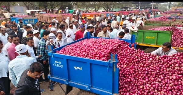 ऐन सणासुदीच्या तोंडावर कांद्याचे भाव घसरले.. कांदा उत्पादक हवालदिल
