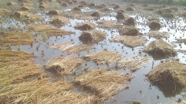 परतीच्या पावसाने भात कापणी उद्ध्वस्त — बळीराजावर दुहेरी आघात!