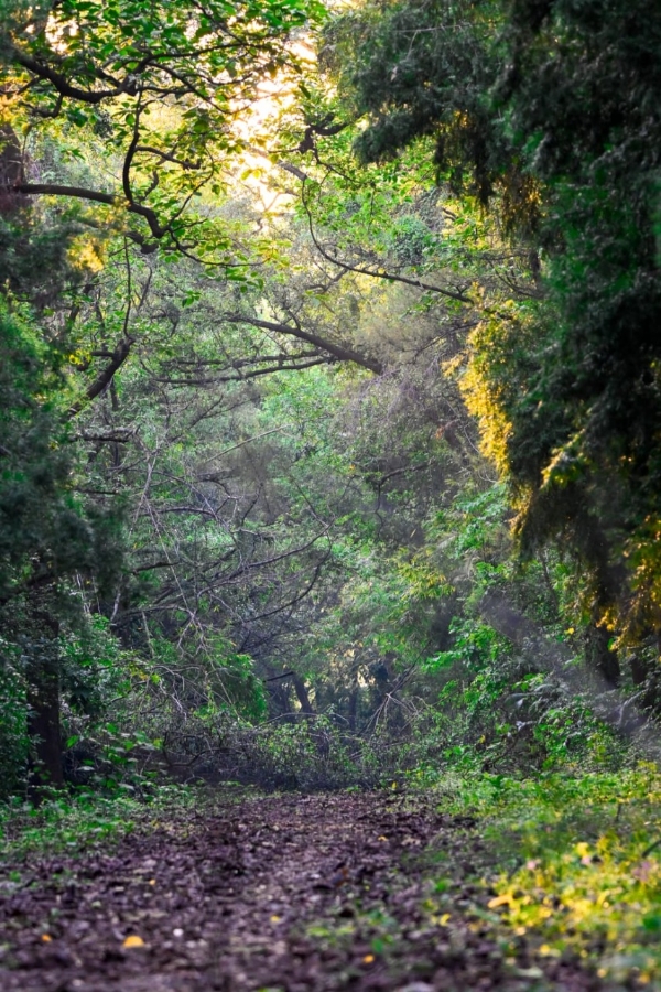 forest area