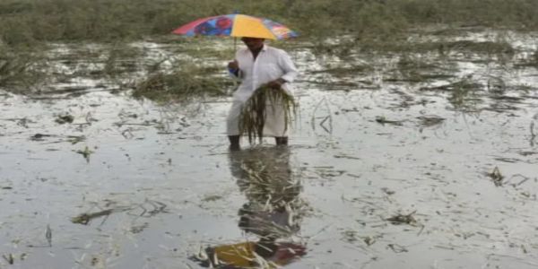 अतिवृष्टीच्या छायेत : अल्पभूधारक शेतकरी व शेतमजुरांचा संघर्ष