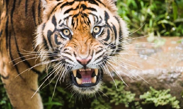 संग्रहित छायाचित्र संग्रहित छायाचित्र