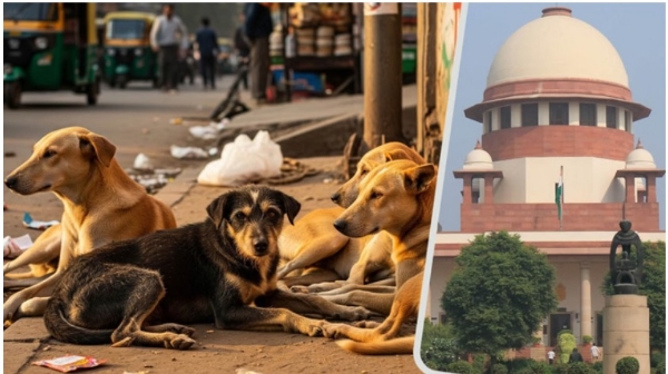 भटक्या कुत्र्यांच्या मुद्द्यावर सर्वोच्च न्यायालयाने फटकारले