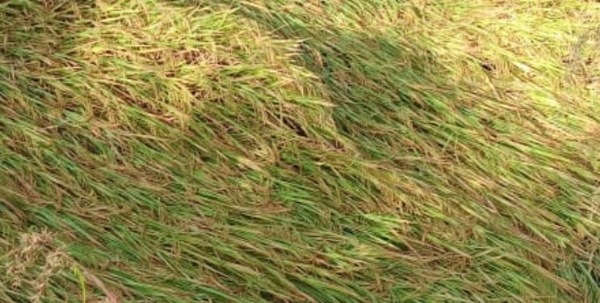 भातशेतीचे पिक पावसात बुडाले, बळीराजा आर्थिक अडचणीत