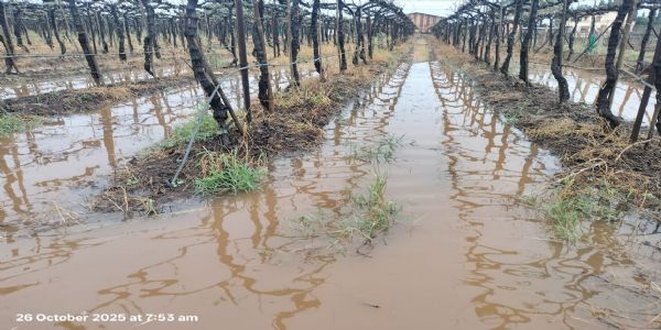 नाशिक जिल्ह्यातील शेतकऱ्यांना अवकाळीचा मोठा फटका, 48 हजार हेक्टर वरील पिके पाण्यात