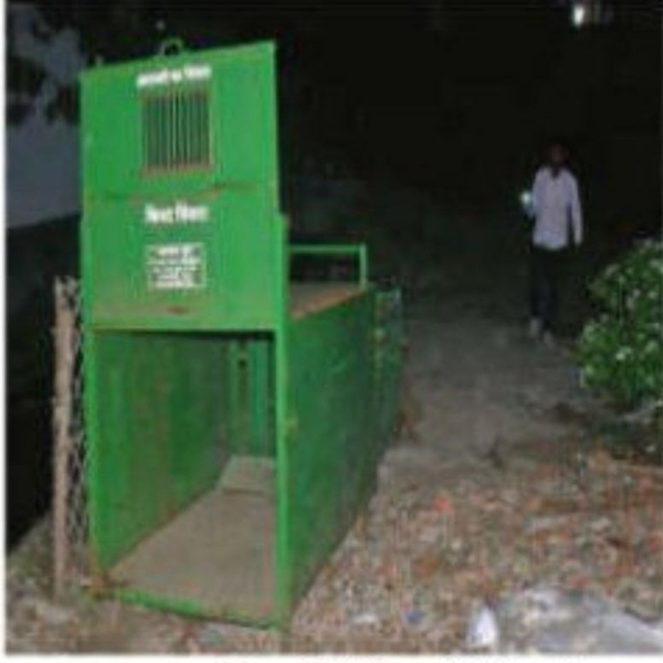 बिबट मादीला पकडण्यासाठी वरूण नगरमधील मंदिराजवळ लावला पिंजरा  दुसऱ्या दिवशीही पिलांसह दिसली मादी बिबट मादीला पकडण्यासाठी वरूण नगरमधील मंदिराजवळ लावला पिंजरा  दुसऱ्या दिवशीही पिलांसह दिसली मादी