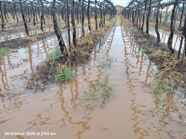 अवकाळी चा जिल्ह्यातील शेतकऱ्यांना मोठा फटका,  48 हजार हेक्टर वरील पिके पाण्यात अवकाळी चा जिल्ह्यातील शेतकऱ्यांना मोठा फटका,  48 हजार हेक्टर वरील पिके पाण्यात