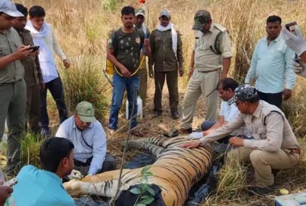 Kanha Tiger Reserve tigers died