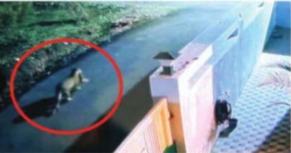 एकााच भागात पाच वेळा सीसीटीव्हीमध्ये कैद झालेली बिबट्या कुत्रे भुंकताच फटाके फोडून बिबट्यांना हाकलत आहेत नागरिक वरूण नगरमध्ये २० ऑक्टोबरपासून निर्माण झाली आहे दहशत