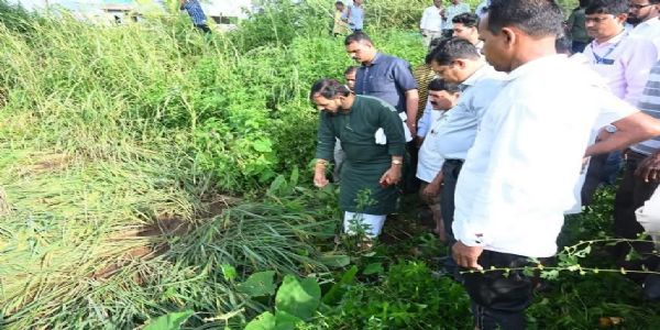 शेतकरी हताश, भातपीक पाण्यात; मंत्री गोगावलेंचा नुकसानग्रस्त शेतीचा दौरा