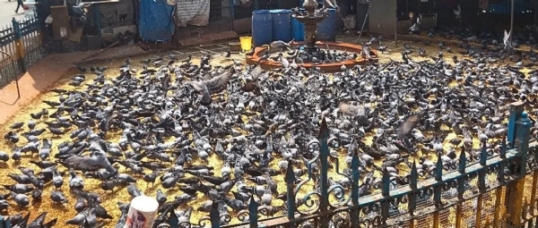 कबुतरखाना कबुतरखाना