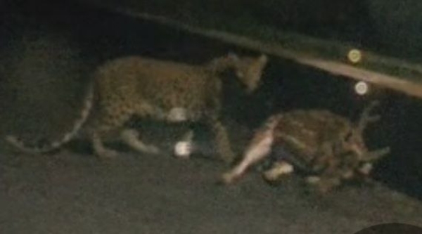 बिबट्याने केली काळविटाची शिकार  एसआरपीएफ कॅम्पच्या मुख्य प्रवेशव्दारासमोरील घटना बिबट्याने केली काळविटाची शिकार  एसआरपीएफ कॅम्पच्या मुख्य प्रवेशव्दारासमोरील घटना