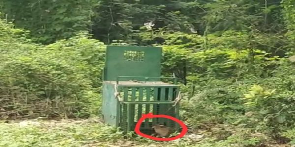 अमरावती : कॅम्प भागात बिबट आढळल्याने वनविभागाने बसवला पिंजरा