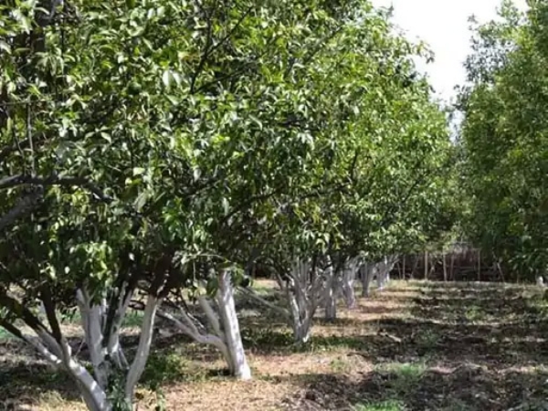 बांगलादेशाने वाढवलेले आयात शुल्क:निसर्गाच्या अवकृपेने संत्रा उत्पादकांना 300 कोटींचा फटका, संत्रागळीने उत्पादनात यंदा 60% घट