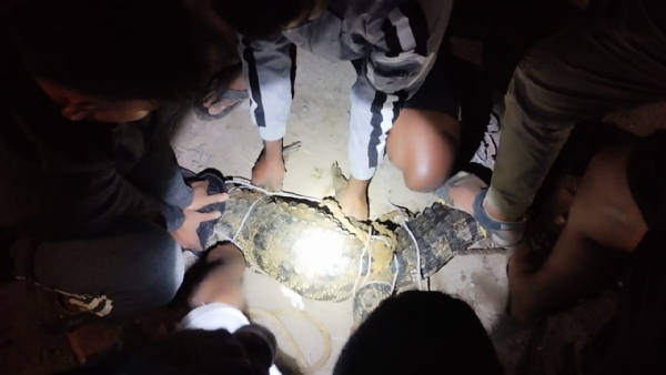 भीतीच्या छायेतून दिलासा — खांदाड गावातील ग्रामस्थांनी मगर पकडली भीतीच्या छायेतून दिलासा — खांदाड गावातील ग्रामस्थांनी मगर पकडली