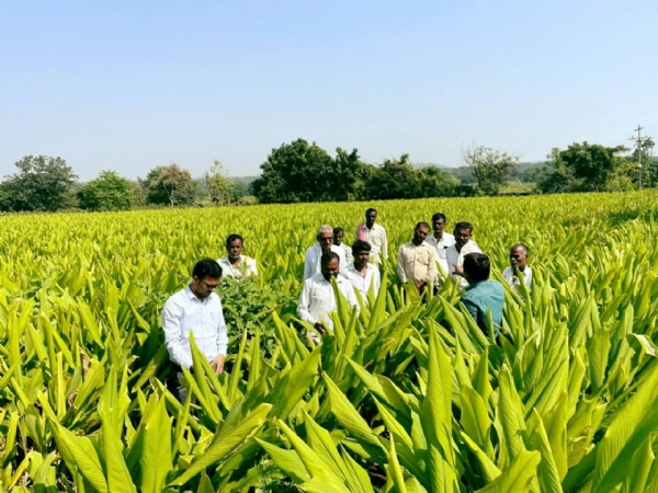 हळद लागवडीतील एकात्मिक अन्नद्रव्य व्यवस्थापन याचे महत्त्व