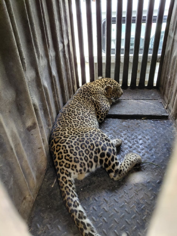 भर दिवसा शहरात बिबट्याचा धुमाकूळ भर दिवसा शहरात बिबट्याचा धुमाकूळ