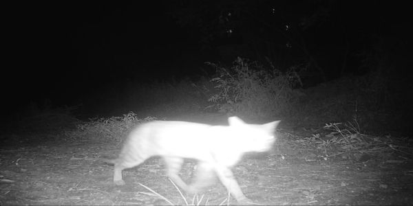 भोसला मिलिटरी स्कूलमध्ये बिबट्या नव्हे, रानमांजर; वनविभागाची माहिती