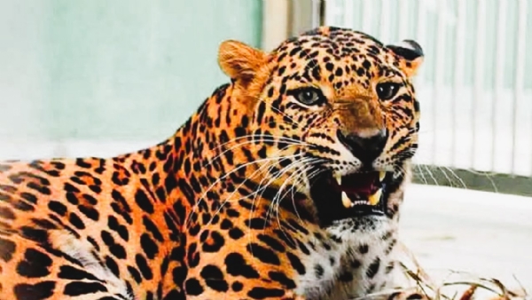 बिबट्याचे संग्रहित छायाचित्र बिबट्याचे संग्रहित छायाचित्र