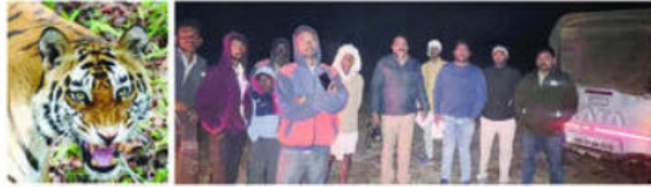 वाघाने अर्धवट सोडलेली शिकारही पळविली; ट्रॅप कॅमेऱ्यात कैद वाघडोहाच्या जंगलात वाघाचा मुक्काम वन्यजीव व मानवी संघर्ष टाळण्यासाठी नाकाबंदी वाघाने अर्धवट सोडलेली शिकारही पळविली; ट्रॅप कॅमेऱ्यात कैद वाघडोहाच्या जंगलात वाघाचा मुक्काम वन्यजीव व मानवी संघर्ष टाळण्यासाठी नाकाबंदी