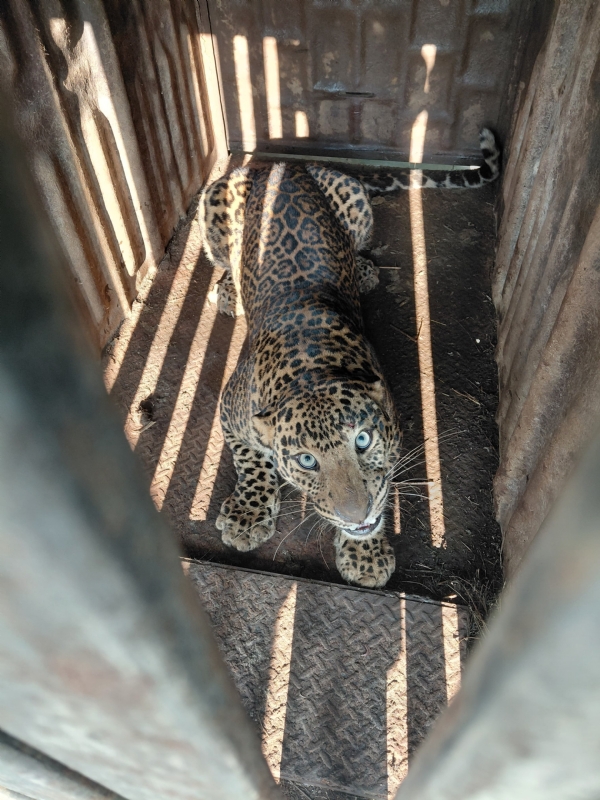 पंचवटीतील मोरे मला परिसरात बिबट्या जेरबंद