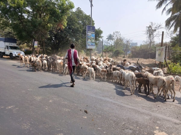 रायगड बनला मेंढपाळांचा हिवाळी निवारा; हजारो मेंढ्यांचा लोंढा दाखल