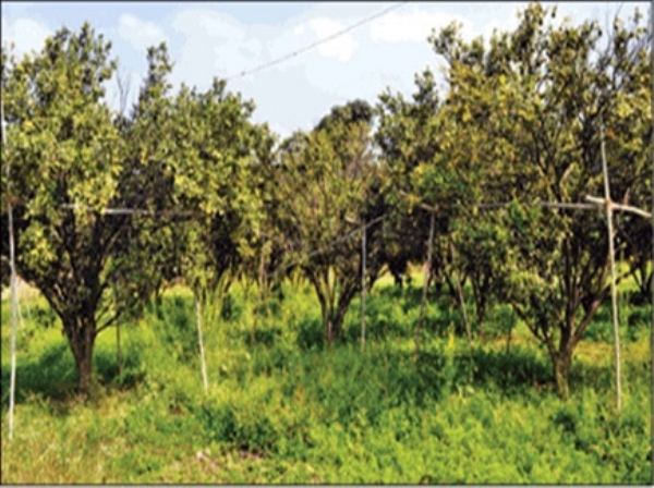 मोर्शी तालुक्यातील बँकांचा संत्रा फळ पीक विमा घेण्यास नकार !    शेतकरी विरोधी कृत्य करणाऱ्या बँकांवर कार्यवाही करण्याची मागणी !