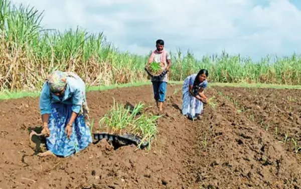 अवकाळी पावसाने रब्बी हंगाम लांबण्याची चिन्हे:सततच्या पावसाने जमिनी वाफस्यावर येण्यास उशिर; मशागतीलाही लागतोय वेळ‎