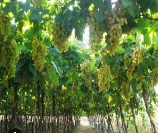 जिल्ह्यातील द्राक्षबागा पावसामुळे संकटात, वेली कुजल्या, उत्पादनावर परिणाम होणार जिल्ह्यातील द्राक्षबागा पावसामुळे संकटात, वेली कुजल्या, उत्पादनावर परिणाम होणार