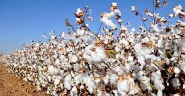 सोयाबीन व कापसाला कवडीमोल भाव; खरेदी केंद्रांचा अडथळा, शेतकऱ्यांची दिवाळी अंधारात सोयाबीन व कापसाला कवडीमोल भाव; खरेदी केंद्रांचा अडथळा, शेतकऱ्यांची दिवाळी अंधारात