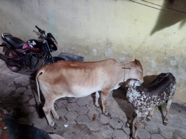 परभणीत चोरीच्या घटनांना ऊत; आता जनावरेही टार्गेट परभणीत चोरीच्या घटनांना ऊत; आता जनावरेही टार्गेट