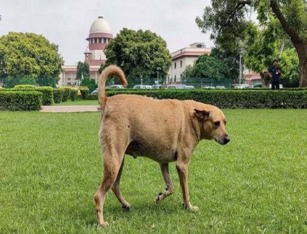 रस्त्यावरून भटक्या कुत्र्यांना हटवा, त्यांचे लसीकरण- नसबंदी करून त्यांना निवारा गृहात ठेवा- सर्वोच्च न्यायालय रस्त्यावरून भटक्या कुत्र्यांना हटवा, त्यांचे लसीकरण- नसबंदी करून त्यांना निवारा गृहात ठेवा- सर्वोच्च न्यायालय