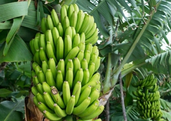 सोलापूर केळी सोलापूर केळी