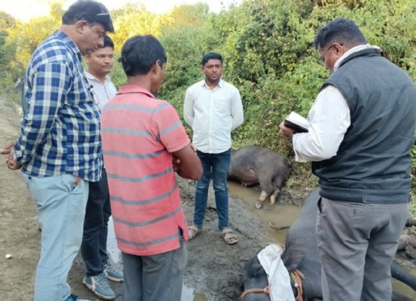 तळेगाव ठाकूरच्या विचूरी शिवारातील घटना  जिवंत विजताराच्या स्पर्शाने तीन म्हैशी दगावल्या