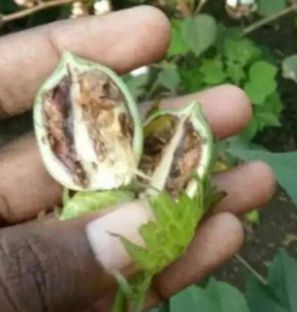 कापसावर बोंड अळीचा प्रादुर्भाव; उत्पादन 50 टक्के घटण्याची भीती: लागवडीवर झालेला खर्च निघण्याची शक्यता कमीच कापसावर बोंड अळीचा प्रादुर्भाव; उत्पादन 50 टक्के घटण्याची भीती: लागवडीवर झालेला खर्च निघण्याची शक्यता कमीच