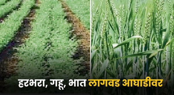 जिल्ह्यात 1.17 लाख हेक्टरवर हरभरा, गव्हाची पेरणी रब्बीची 80.46 टक्के पेरणी आटोपली जिल्ह्यात 1.17 लाख हेक्टरवर हरभरा, गव्हाची पेरणी रब्बीची 80.46 टक्के पेरणी आटोपली