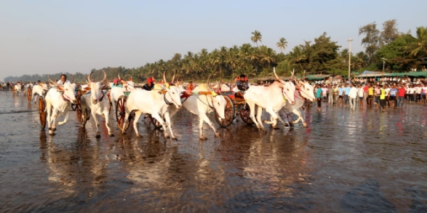 किहीम येथे भव्य बैलगाडा शर्यत; १२३ गाड्यांतून संदीप म्हात्रे अव्व