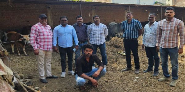 सुफी नगर, वलगाव येथे कत्तलीसाठी गोठ्यात बांधून ठेवलेल्या २६ गोवंशाची गुन्हे शाखेकडून सुटका