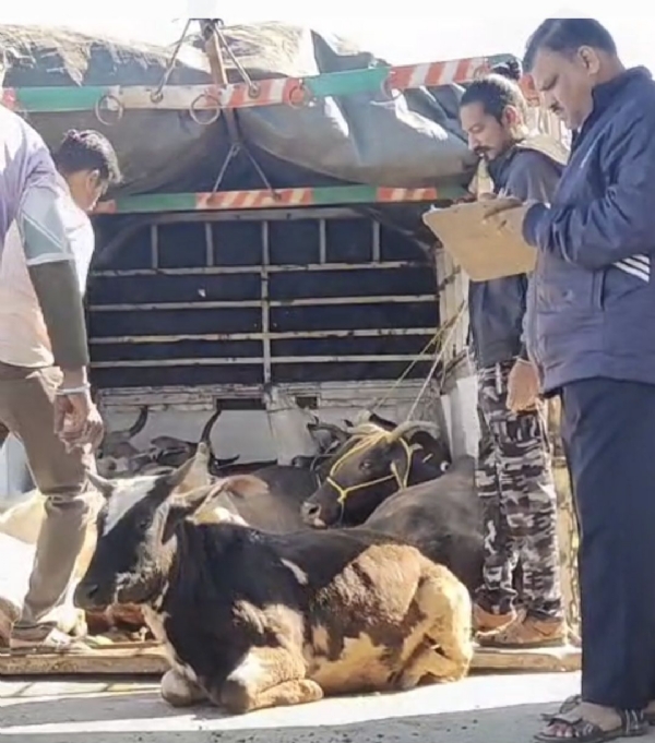 आयशर ट्रकमधून गोवंशांची तस्करी 20 गोवंशासह दोन आरोपींना अटक