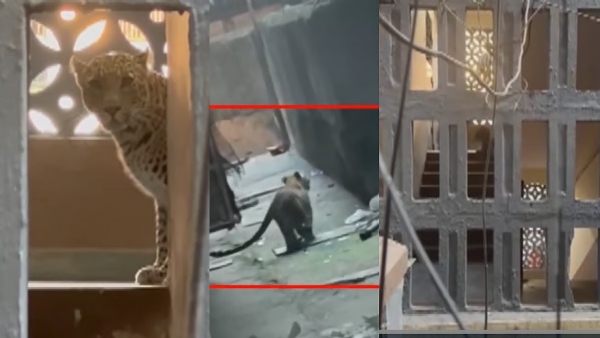 Leopard Mira Bhayandar