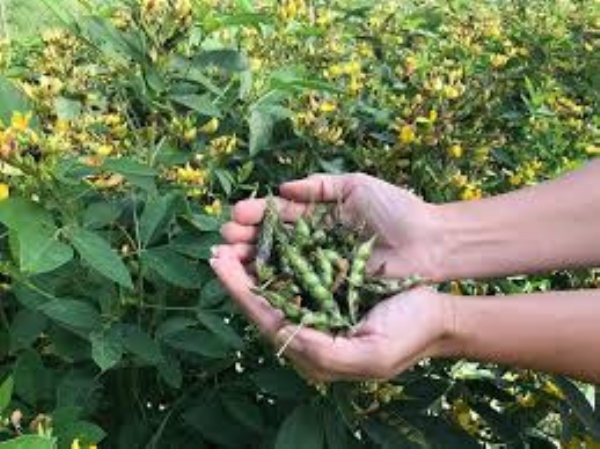 शिवार फुललं तूर पिकांनी… बळीराजा आनंदला! पोषक हवामानामुळे चांगल्या उत्पादनाची शेतकऱ्यांना आशा