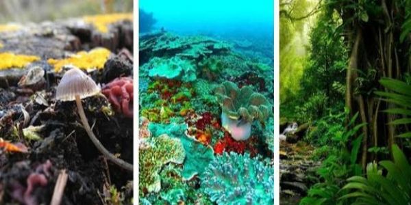 जैविक विविधता : मानवी भवितव्याचा अनिवार्य आधार